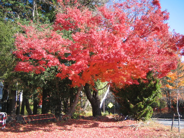 Herbstlaub